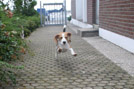 Beagle Emil vom Deistertal
